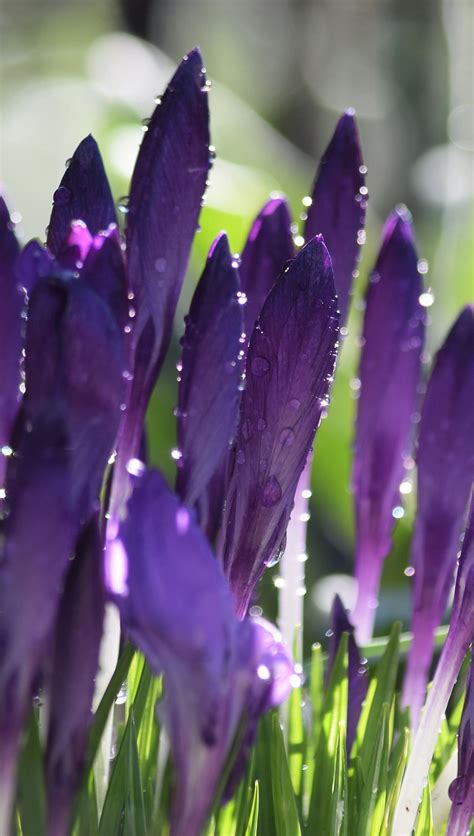 Crocuses Flowers Wallpaper K Hd Id