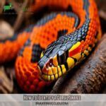 Coral Snake Identification Guide: How to Spot a Coral Snake