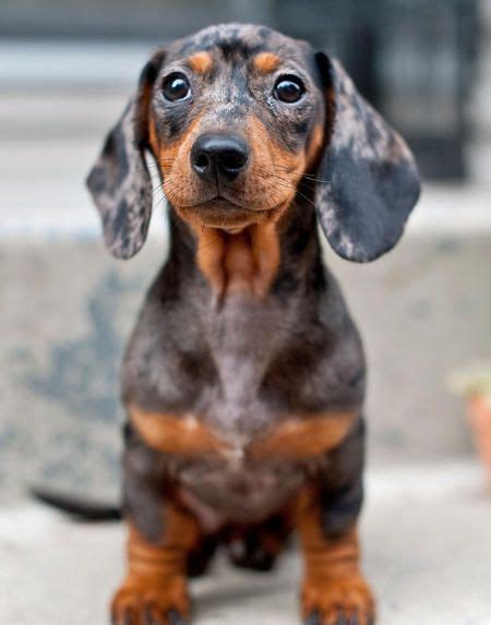 How Cute Is This Dapple Daschund Puppy Perros Salcichas Perros Y