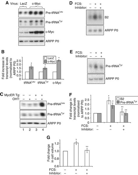 Myc Regulates Pol III Transcription In Cardiomyocytes A B Cultured