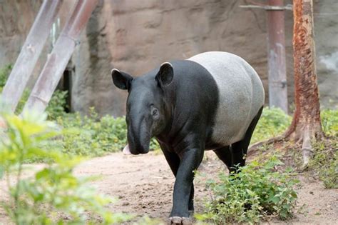 日本馬來貘抵台死亡 運輸箱「發現血跡」 北市動物園將解剖 時事 中時新聞網