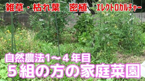 自然農法14年目 5組の会員さんたちの家庭菜園 雑草枯れ葉 密植 エレクトロカルチャー YouTube