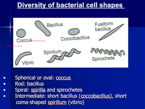 Bacterial Morphology Flashcards Quizlet