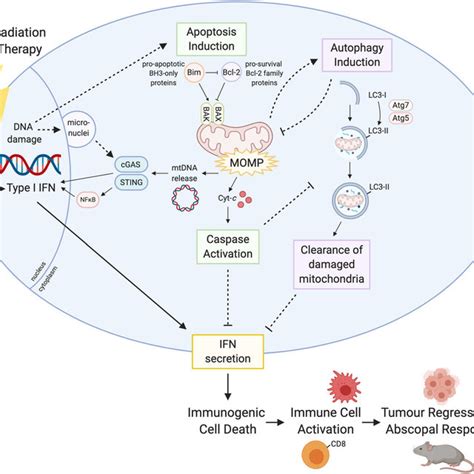 Summary Schematic Of The Apoptotic And Autophagic Pathways Induced By