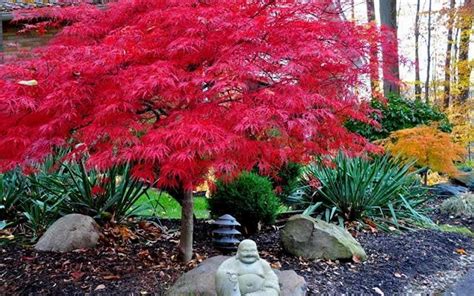 Buy Red Dragon Dwarf Japanese Maple For Sale Online From Wilson Bros ...