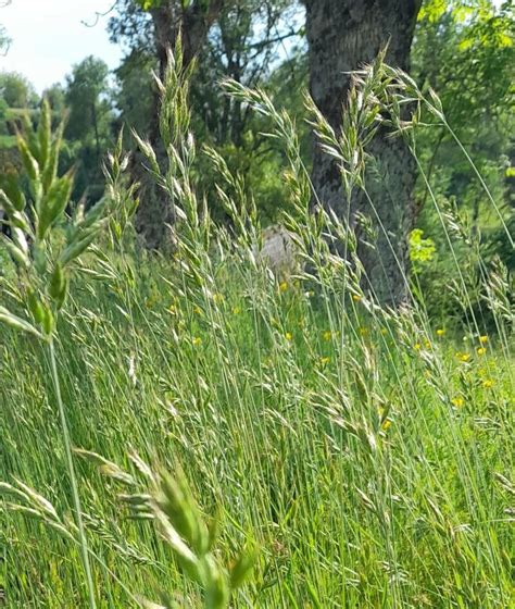 Bromus Hordeaceus L Barley Brome World Flora Pl NtNet Identify