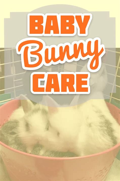 Baby Bunny Care & Information | Day 3 Baby Bunny Update - YouTube | Bunny care, Baby bunnies ...