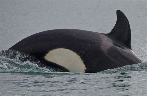 killer whaleorca  zealand marine mammals