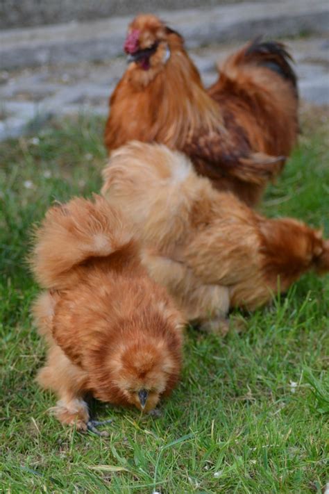 Leonado Buff O Fauve Aves De Corral Razas De Pollos Gallina Sedosa