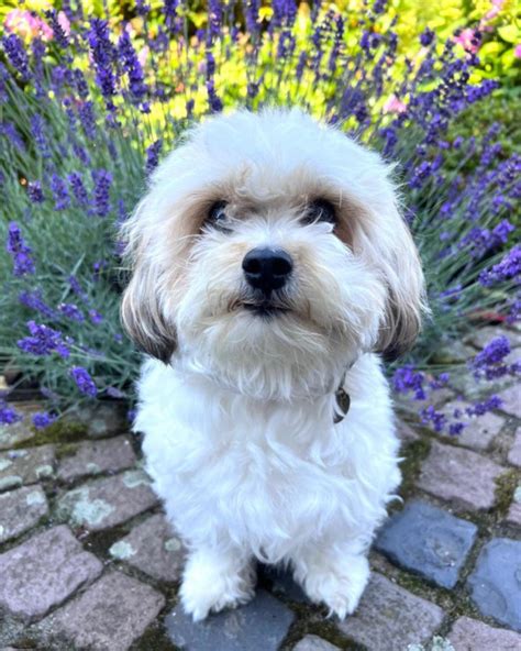 How Big Will Maltipoos Get Maltipoo Growth Chart