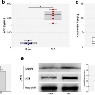 Midkine And ACE Level In Plasma And Lung Tissue A Plasma Midkine In