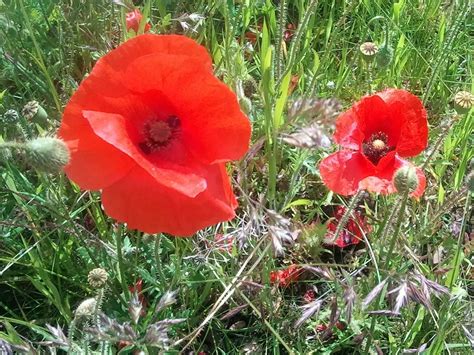 The Poppy As A Remembrance Symbol Turns 100 | LITE 92.1 - Southern ...