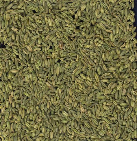 Fennel Seeds Exporter: Fennel Seeds Exporter
