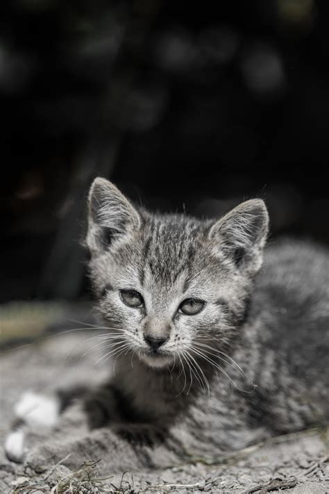 Kitten Portrait Free Stock Photo - Public Domain Pictures