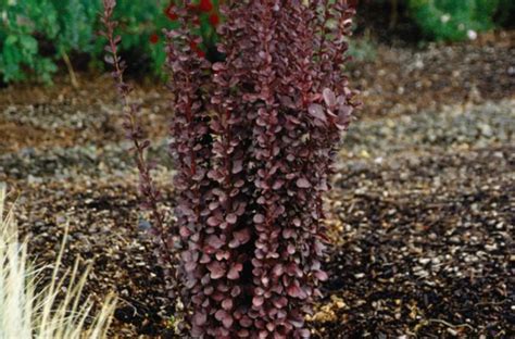 Barberry, Helmond Pillar Japanese - A+ Garden Center | Duluth ...