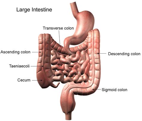 Large Intestine And Small Intestine Diagram