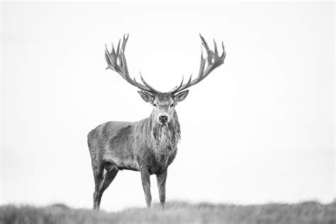 Black & White Deer Photography 2023