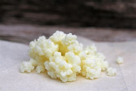 Premium Photo | Close-up of kefir mushroom on table