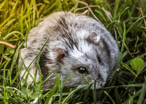 Dürfen Hamster Petersilie essen BerufungTier de Tierblog