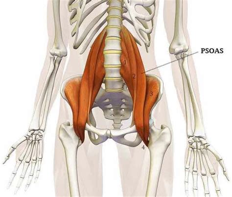 Muscle psoas iliaque Anatomie douleur étirement