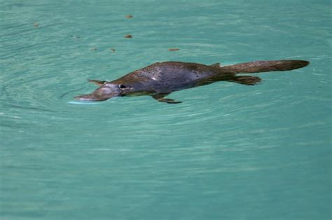 The Adaptations of the Platypus | Animals - mom.me