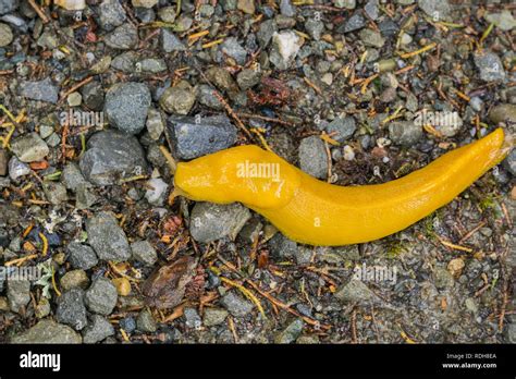 Close Up Of Bright Yellow Banana Slug On The Forest Floor California