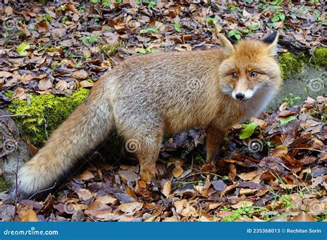 Retrato De Uma Raposa Vermelha Vulpes No Exterior Imagem De Stock