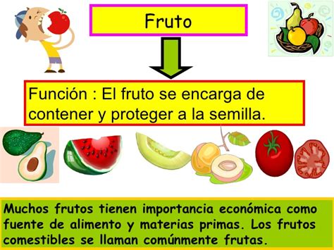 La Semilla Y El Fruto Con Ciencia