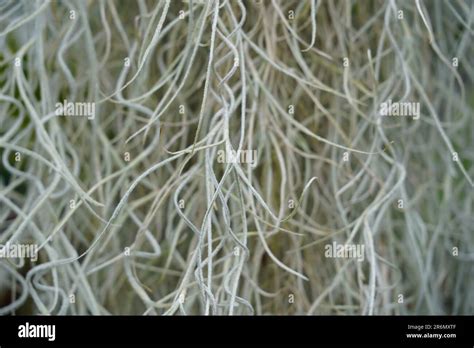 Stems Of Spanish Moss In Latin Called Tillandsia Usneoides Captured