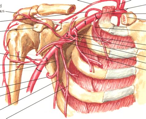 Axillary Artery Branches Diagram Quizlet