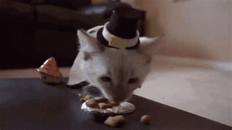 Kitty Thanksgiving GIF - Kitten Cat Thanksgiving - Discover & Share GIFs