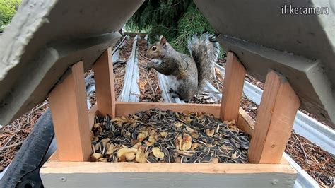 Squirrel Eating Walnuts Gopro Footage Youtube