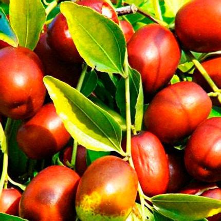 Финик, Зизифус, унаби очень, вкустный, сладкий и полезный плод.