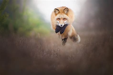 Foxes, Grass, Jump, HD Wallpaper | Rare Gallery