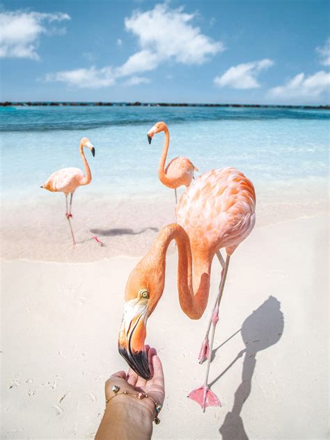 Flamingo Beach Aruba – Is It Really Worth It? – Stay Close Travel Far