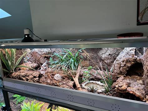 Pin By Rebecca Robinson On Gecko Terrarium In 2024 Reptile Enclosure