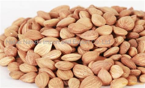 Bitter Apricot Kernel Bitter Apricot Seed Chinese Raw Bitter Almond