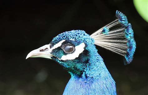 Free picture: peacock bird, beak, feather, animal, head, blue