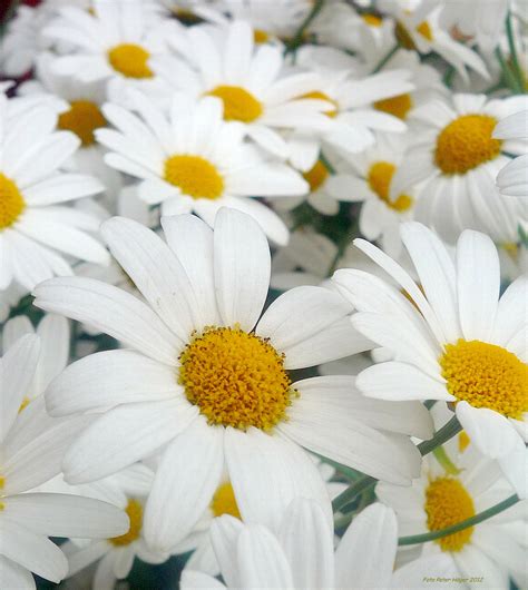 Daisies Free Stock Photo - Public Domain Pictures 
