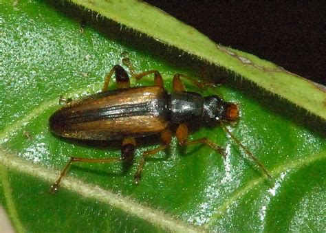 Striped Comb-clawed Beetle - Aethyssius sp., (Chromomoea sp.)