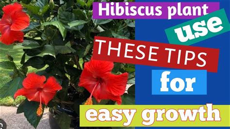 Hibiscus Plant Care Tips For Growing Hibiscus Plant ☘️☘️ Youtube