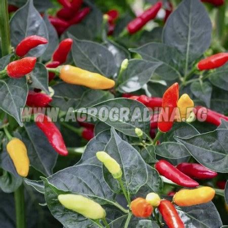 Люти чушки Табаско / Tabasco