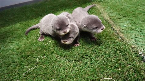 Newborn Baby River Otters