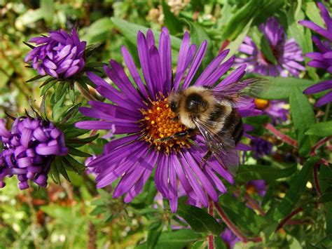 Bumble Bee On Aster - New England