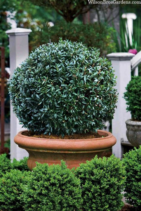 Buy Napoleon Cherry Laurel Prunus FREE SHIPPING Wilson Bros