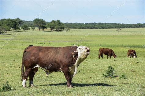 Raza De Toros En El Campo Argentino La Pampa Argentina 2023