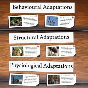 Bird Adaptations Card Sort BUNDLE Structural Behavioral And Physiological