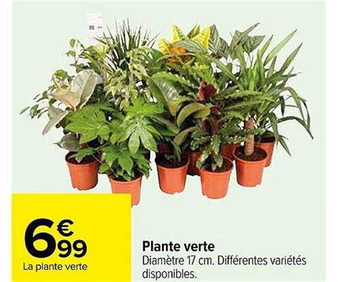 Promo Plante Verte Chez Carrefour ICatalogue Fr