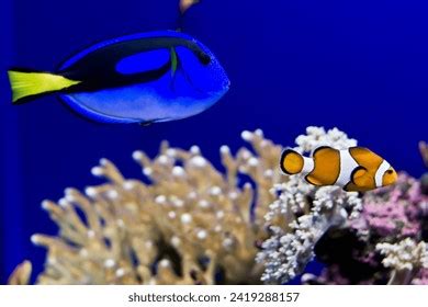 Finding Nemo Real Fish Percula Clownfish