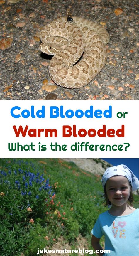 An Overview Of Cold Blooded vs. Warm Blooded Animals - Jake's Nature Blog